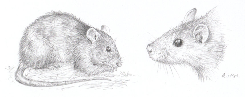 pencil drawing of rats