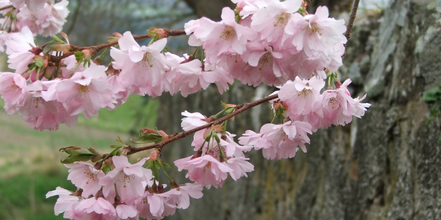 blossom scottish borders