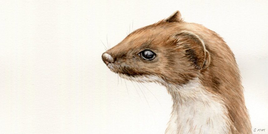 Watercolour stoat head illustration