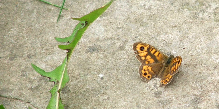 Butterfly in Scottish Borders